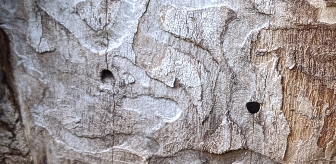 Dead Ash Tree Wormlike Pattern Under Bark