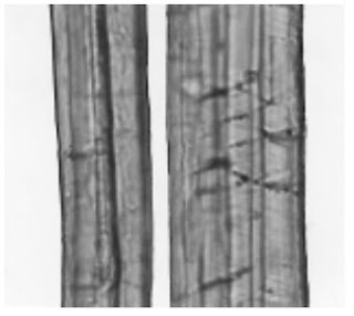 Longitudinal-View-500X-jute-fibre