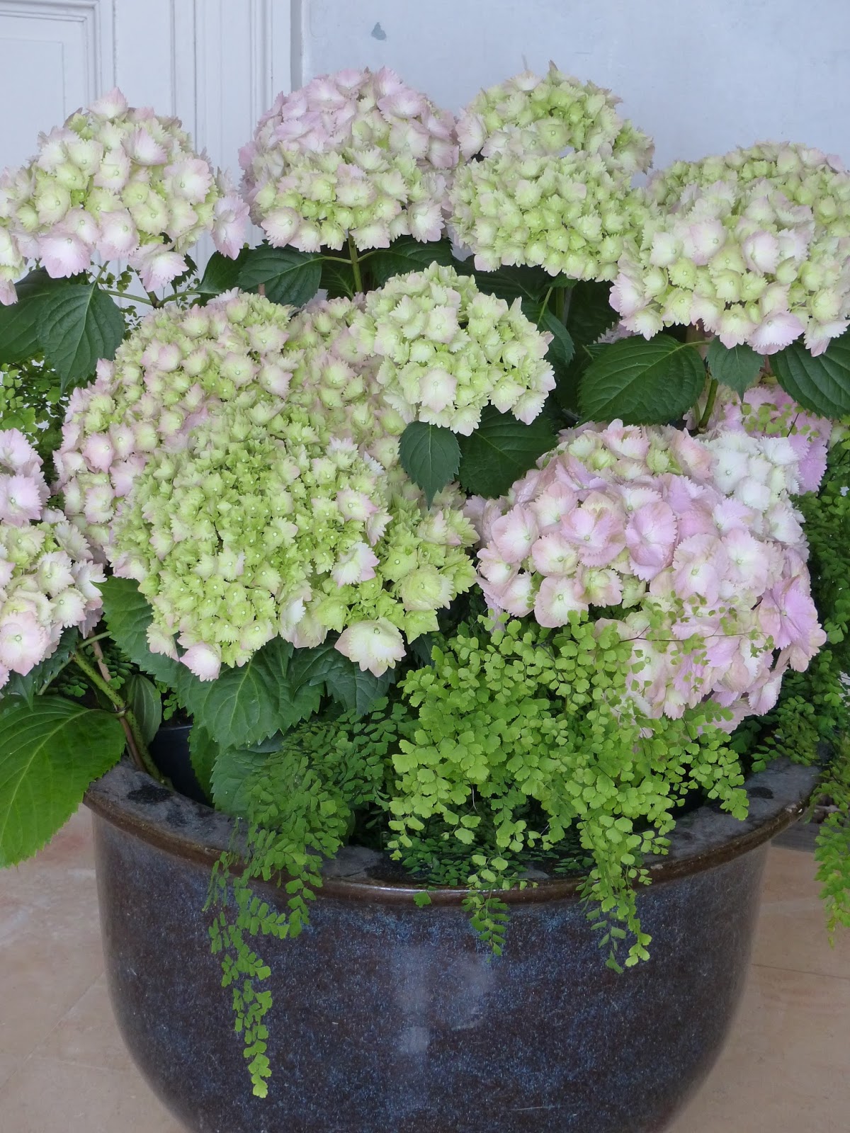 Celles Hortensias En Fete A La Feuillerie Cgconcept Fr