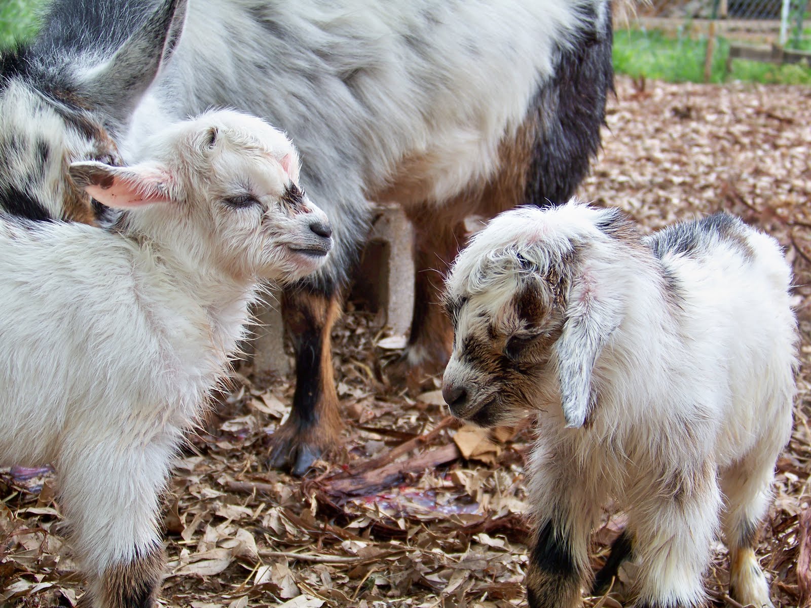 Outside In baby goats!