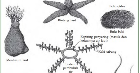  Echinodermata  Ciri Ciri Reproduksi Pengertian dan 