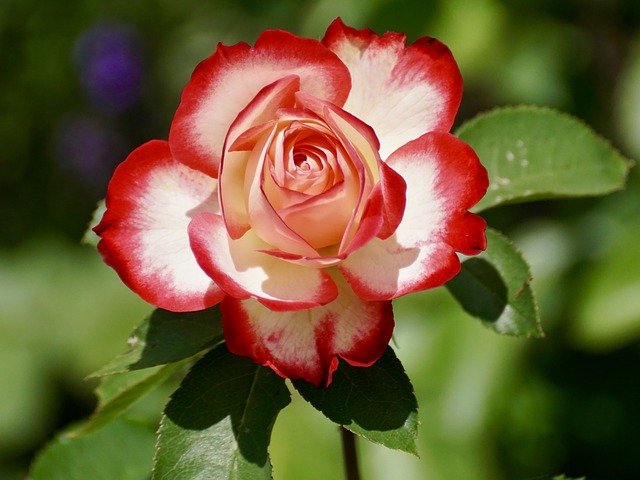 nice rose