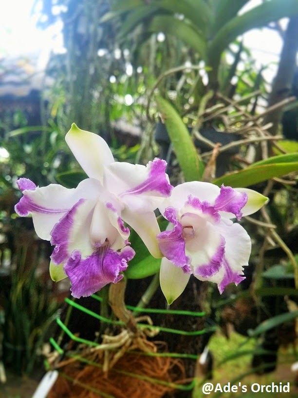 Ade's Orchid: Cattleya intermedia var. coerulea aquinii