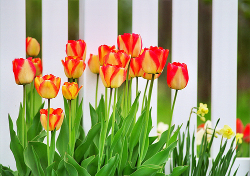 Gambar Mewarnai Tulip Anak Cetak Mencetak Gambar Bunga 