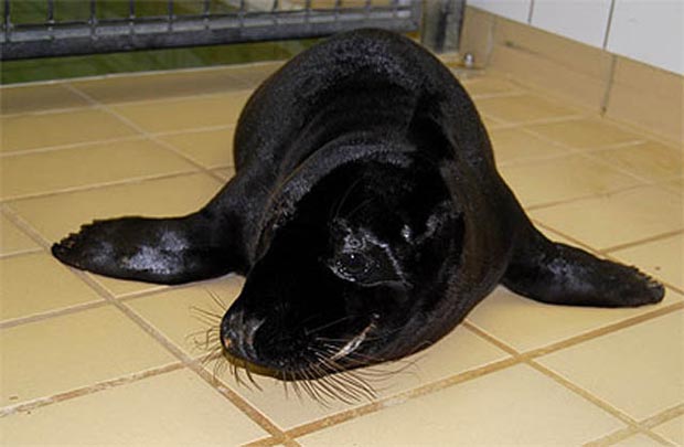 صور حيوانات Melanistic-seal