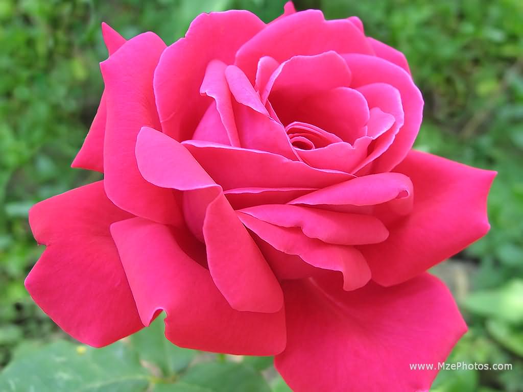 http://1.bp.blogspot.com/-68BLFCQZH5o/TV3658v0ztI/AAAAAAAAJB4/W5xTTeEybJM/s1600/pink+rose+wallpapers+%25283%2529.jpg