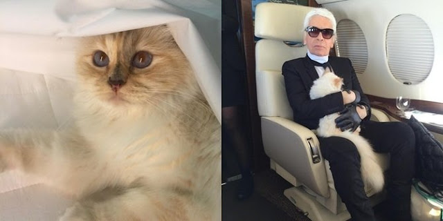 Choupette, kucing Karl Lagerfeld bisa dibilang adalah kucing yang beruntung.