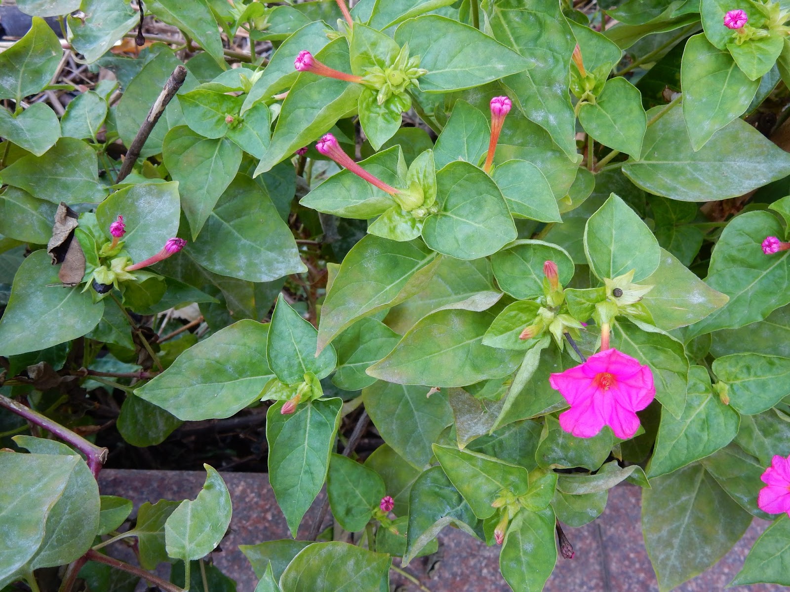 Peter S Blog 紫茉莉