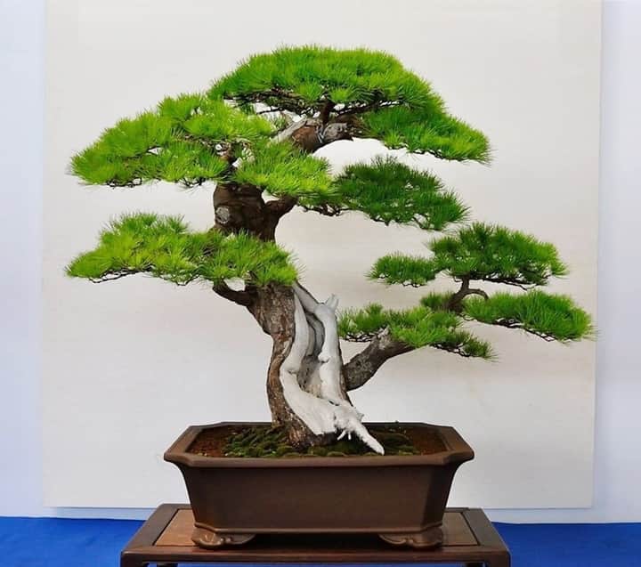 Appreciating Twin Trunk Bonsai
