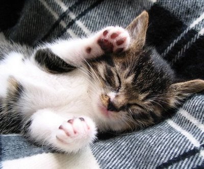 Cute Gambar Kucing Tidur Style Masing 9 Photos Memang Comel