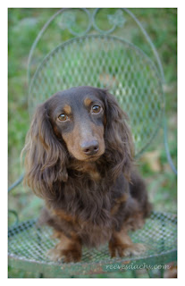 Retired Parents Reevesdachs Miniature Dachshunds