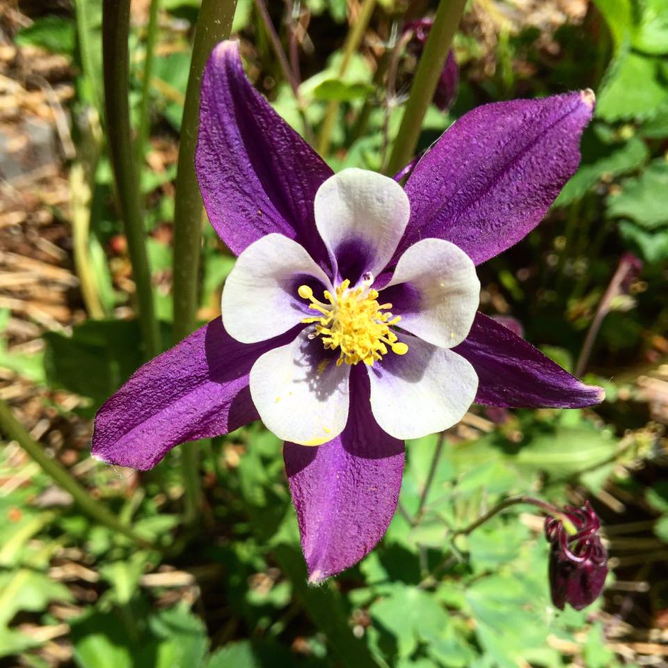 Boise Daily Photo Columbine Blooming Boise Daily Photo Columbine Blooming