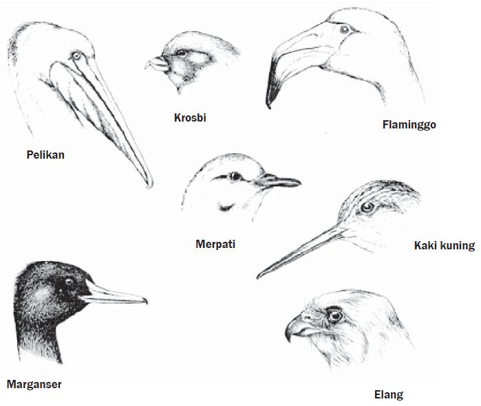 Ciri-ciri Makhluk Hidup beserta Contoh dan Gambarnya Lengkap | GuruIPA