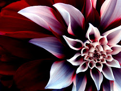 flower background flowers backgrounds wallpapers floral desktop wall laptops petals awesome desktops cool computers simple
