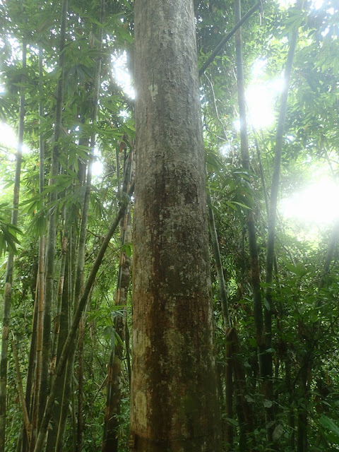 Dipterocarpus grandiflorus Dipterocarpus grandiflorus