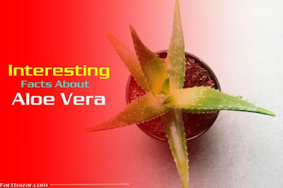 information about,plants,nteresting facts about aloe vera,facts about aloe vera,#intresting facts about aloe,interesting facts,7 interesting facts about aloe vera,facts,