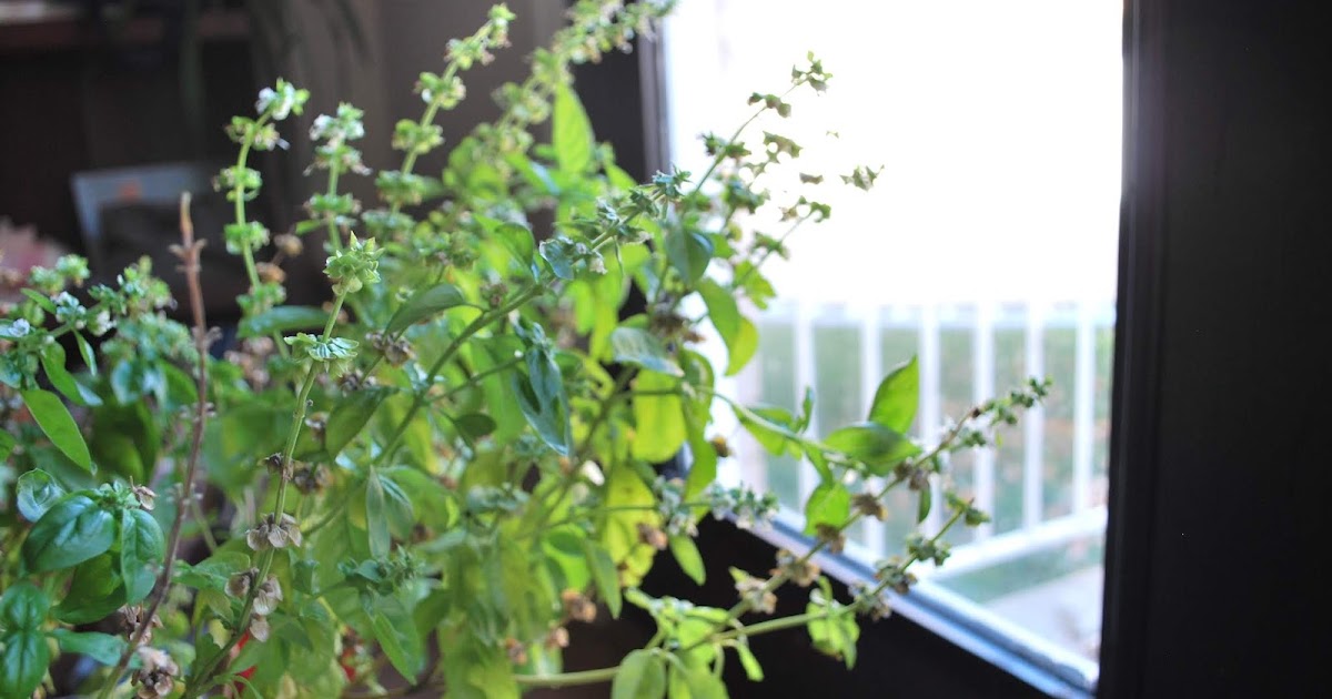 Pie Crust Cookies Baked Eggs with Beans and Greens