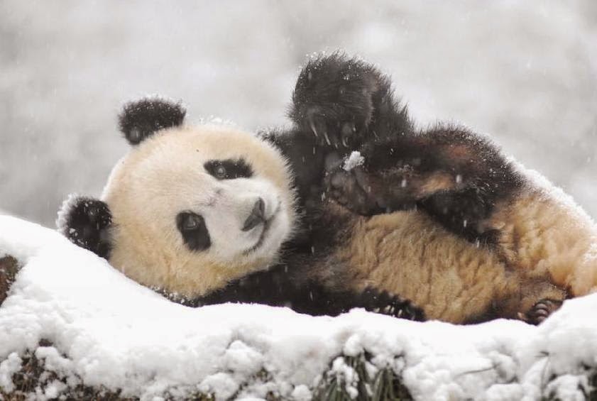 Morton&#039;s Musings: Happy Panda