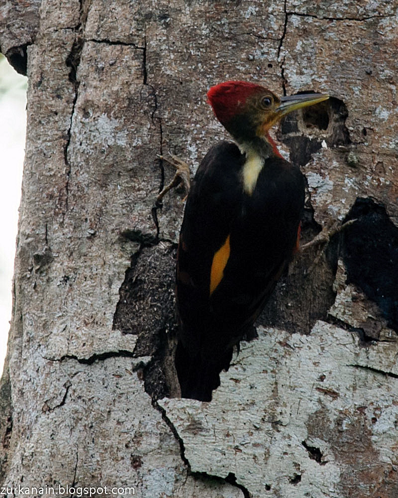 Zul Ya Birds of Peninsular Malaysia Orange Backed Woodpecker ( Lifer )