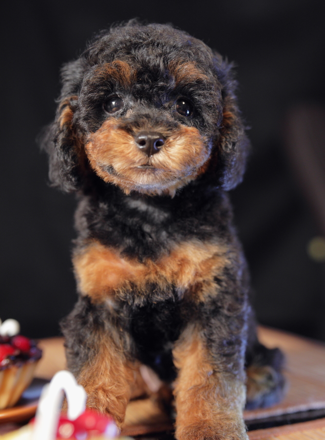 puppies phantom color