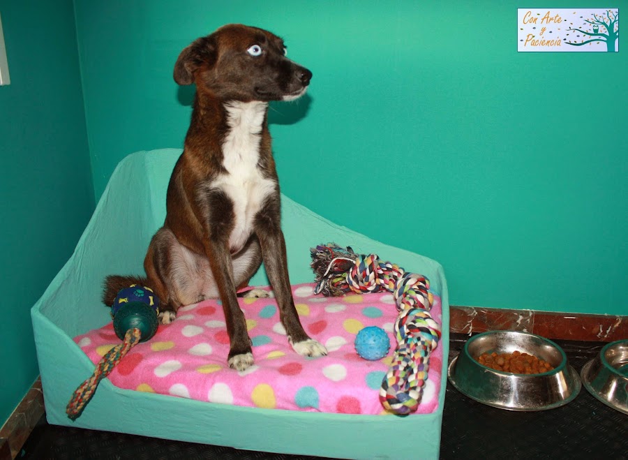  Mascotas,pets,DIY,para,for,gatos,cats,perros,dogs,pajaros,birds,handcrafts,manualidades,chaiselongue,sillon,sofa,wheelchair,silla,ruedas,ropa,clothes,toys,juguetes,ball,pelota,home,casita,rascador,