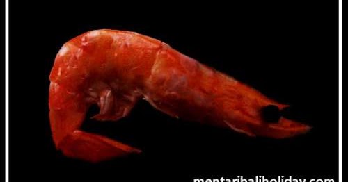 Tafsir Arti Mimpi Tentang Udang Terlengkap Dan Penting Perlu Kamu Ketahui Mentari Bali Holiday Tafsir Arti Mimpi Tentang Udang Terlengkap Dan Penting Perlu Kamu Ketahui Mentari Bali Holiday