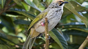 Caraputu Com Media Refrensi Harga Burung Mp3 Burung