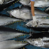 Daerah Penghasil Ikan Tuna di Idonesia