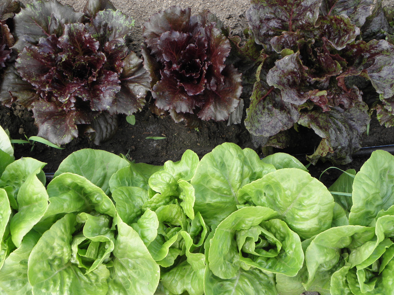 SIW Vegetables Lots of Lettuce!