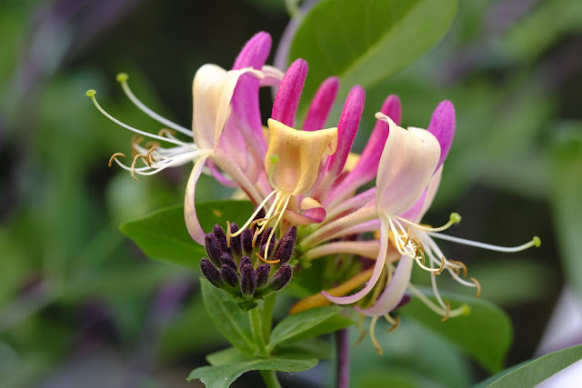 Flor de madreselva