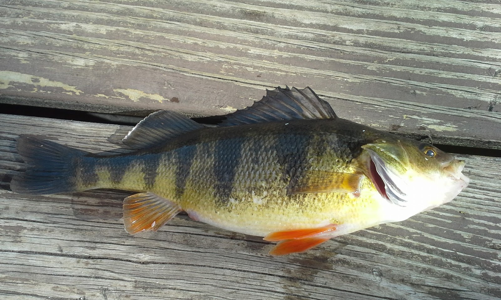 The Show Me Fly Guy Yellow Perch in Missouri?