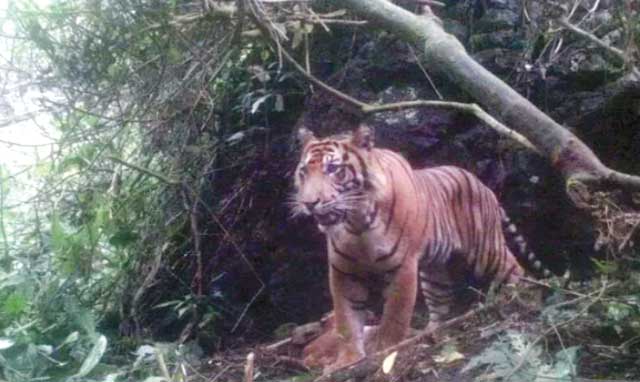 Warga Gantuang Ciri Kembali Diresahkan Munculnya Kawanan Harimau