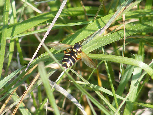 A hover fly Xanthogramma citrofasciatum.  Indre et Loire, France. Photographed by Susan Walter. Tour the Loire Valley with a classic car and a private guide.