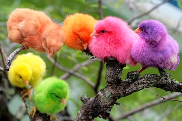Cara Mewarnai Bulu Anak Ayam Agar Bisa Laku Terjual