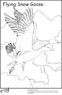 flying snow goose coloring pages