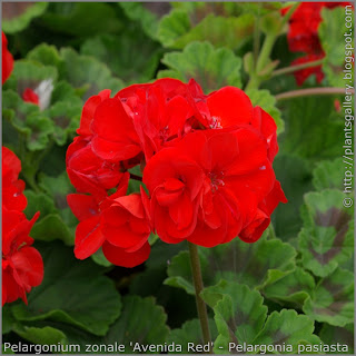  Pelargonium zonale 'Avenida Red' - Pelargonia pasiasta 'Avenida Red'
