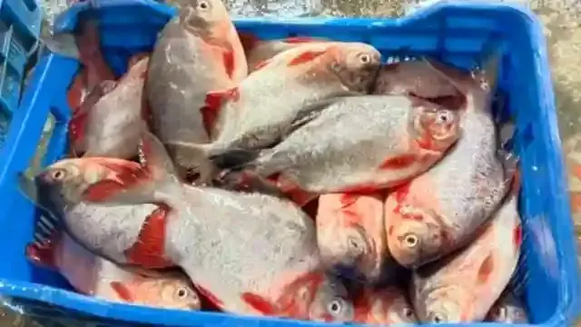 ইসলামপুরে রাক্ষুসে পিরানহা মাছ বিক্রির দায়ে জরিমানা