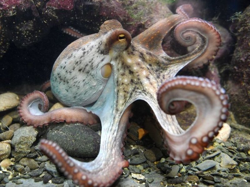 Octopus habitat, facts & intelligence, How many brains does an octopus
