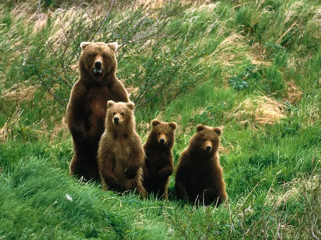 Pack Creek Bear Preserve in Juneau, Alaska Pack Creek Bear Preserve in Juneau, Alaska