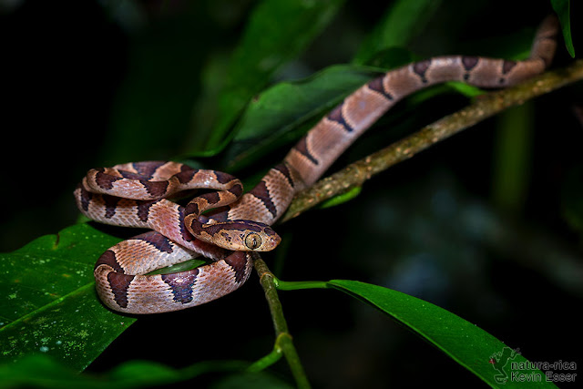 Imantodes cenchoa - Blunthead Tree Snake