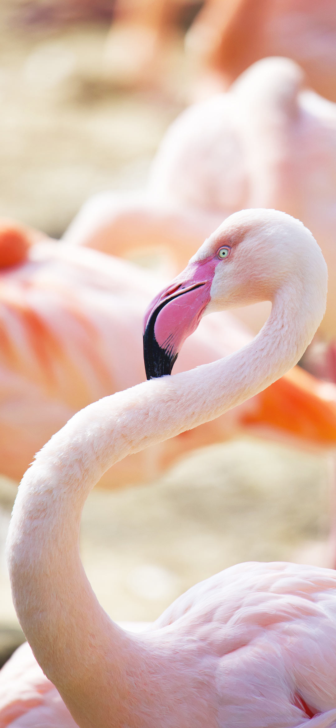 pink%2Bflamingo%2Bwallpaper