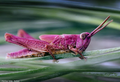 Belalang Pink Serangga Langka