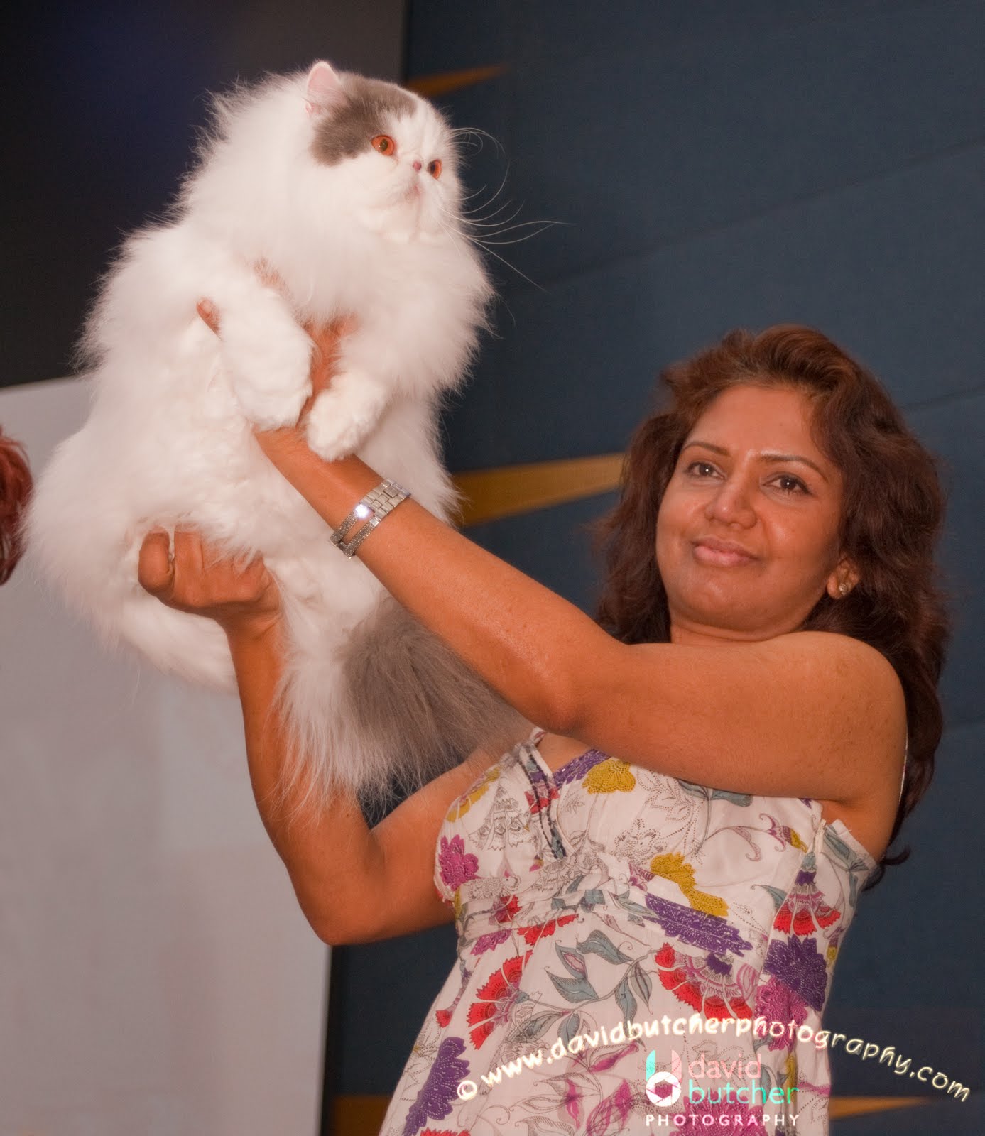 cat showroom in dubai