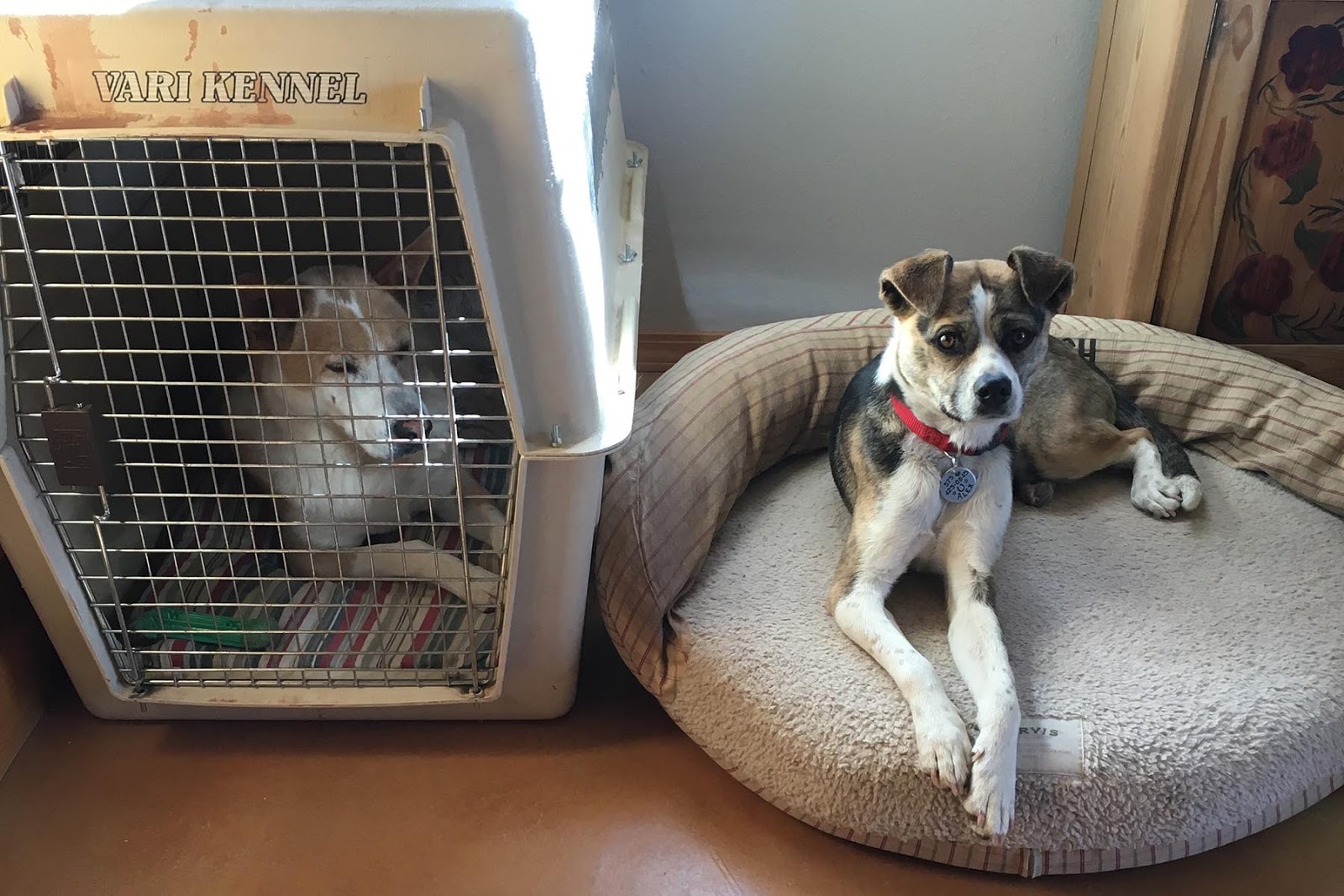 The 7MSN Ranch Old Dog Vestibular Disease it's a thing and who knew?