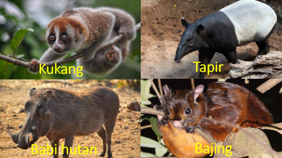 Persebaran Fauna Indonesia GEOGRAPIK