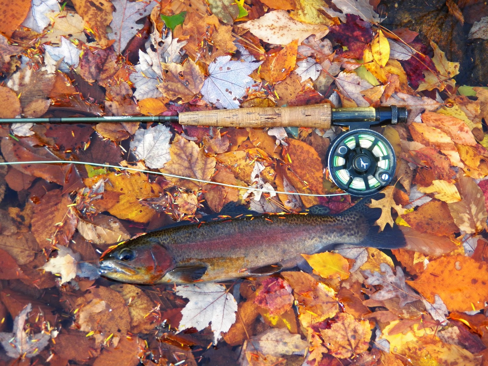 Connecticut Fly Angler Rainbows and Native Brook Trout Spawning