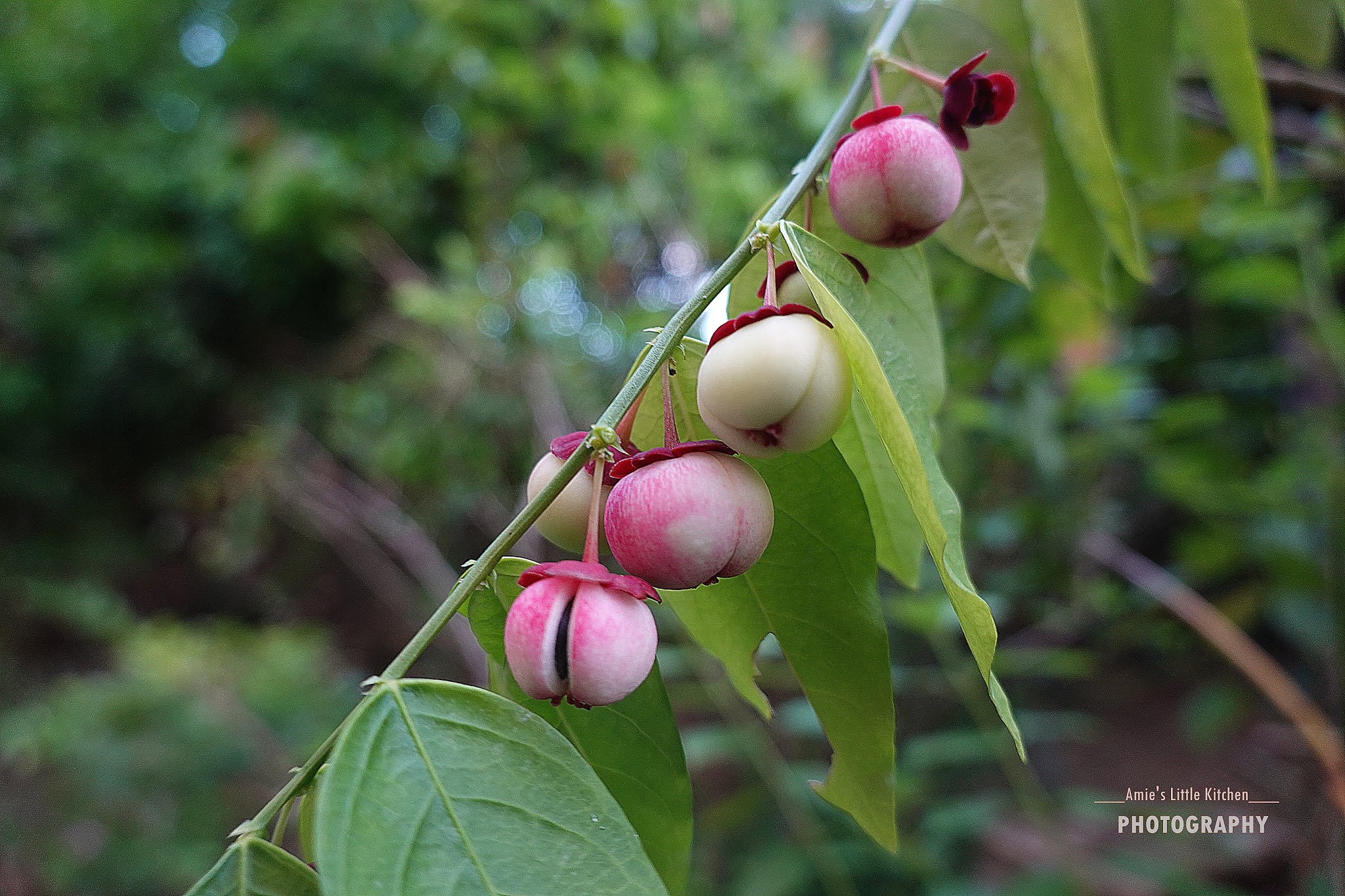 Buah Apa Ni?  Amie's Little Kitchen