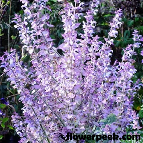 Tips on how to grow Clary Sage