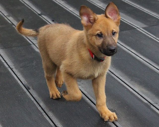 German Shepherd Puppies