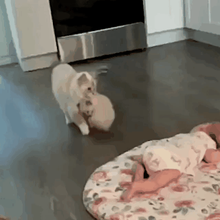 아기 집사에게 아기 고양이 소개해주는 고양이 - 짤티비